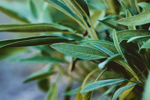 A serene close-up of sage green leaves gently swaying in a soft breeze