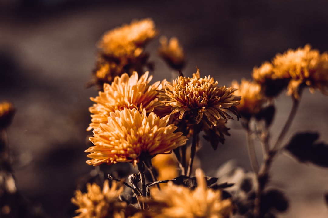 yellow petaled flowers