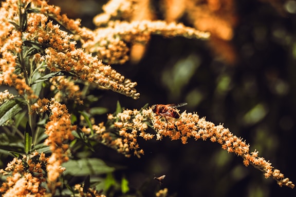 A welcoming image of a bee and flowers, representing Questa Bees LLC.