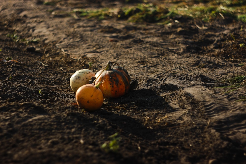 three round yellow fruits on brown soil