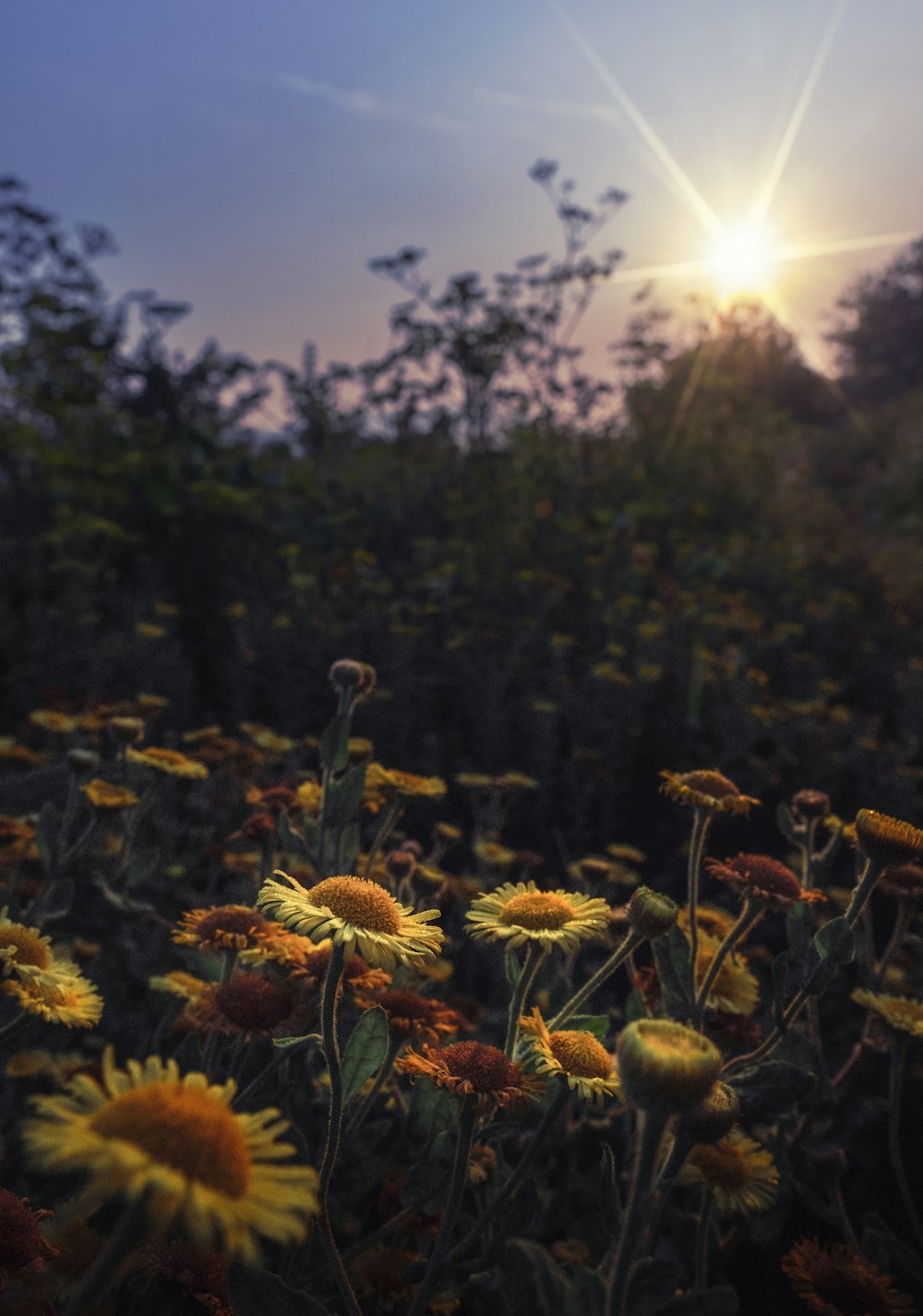 yellow sunflowers