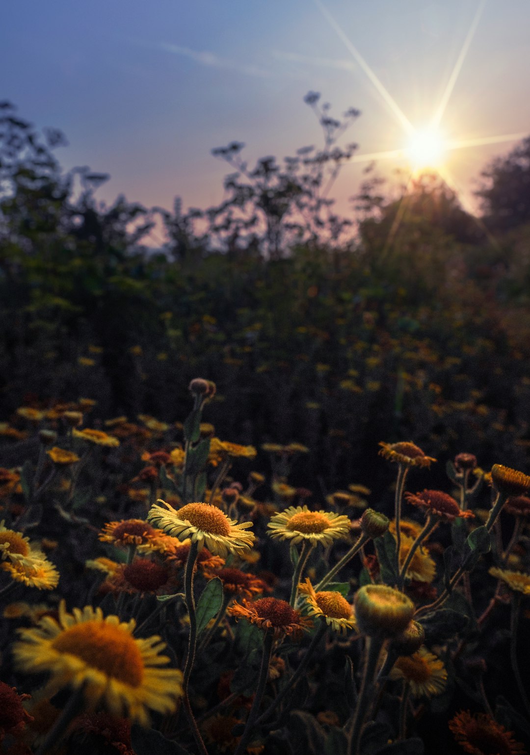 yellow sunflowers