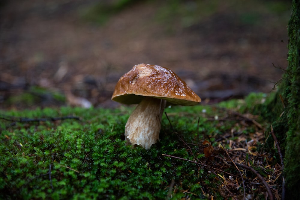 brown mushroom