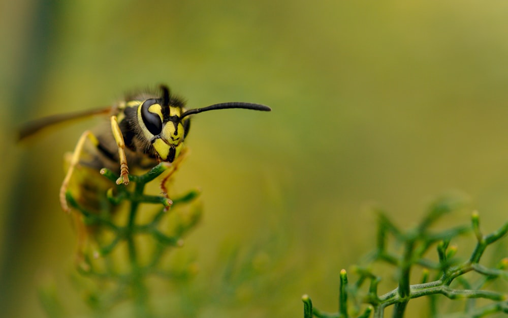 yellow bee perch on green plant