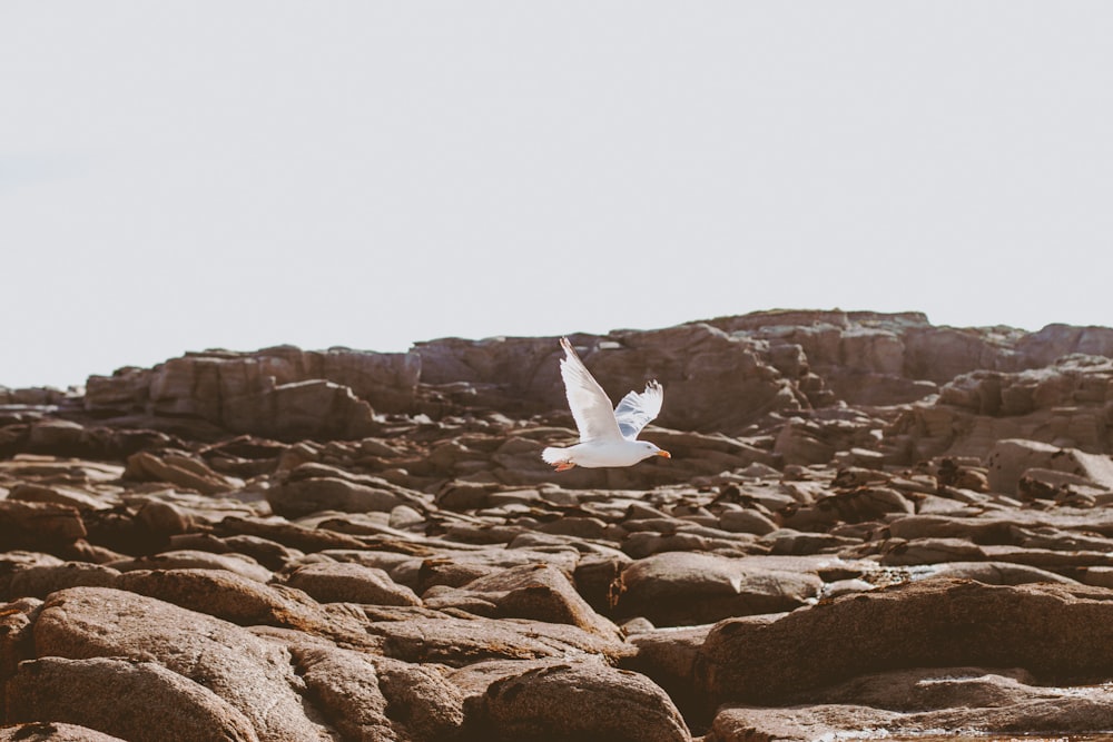 white bird flying over rock boulders