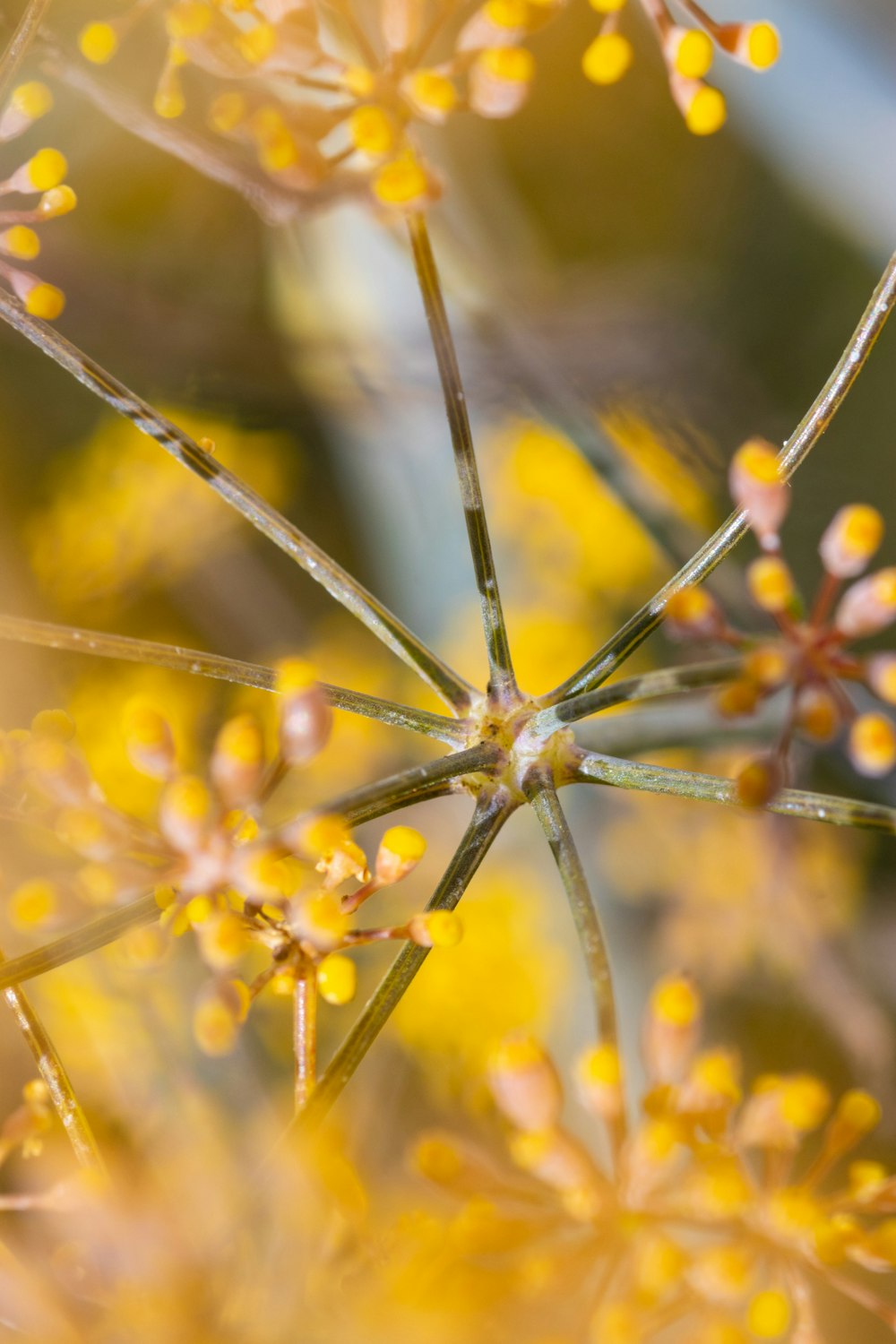 um close up de uma flor com flores amarelas no fundo