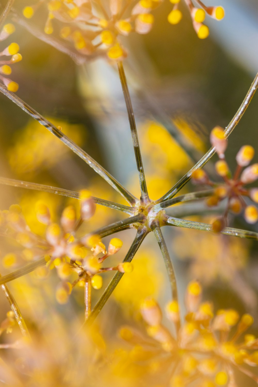 a close up of a flower with yellow flowers in the background