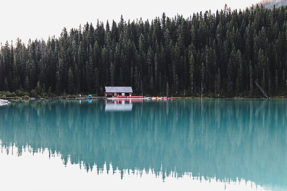 body of water near trees