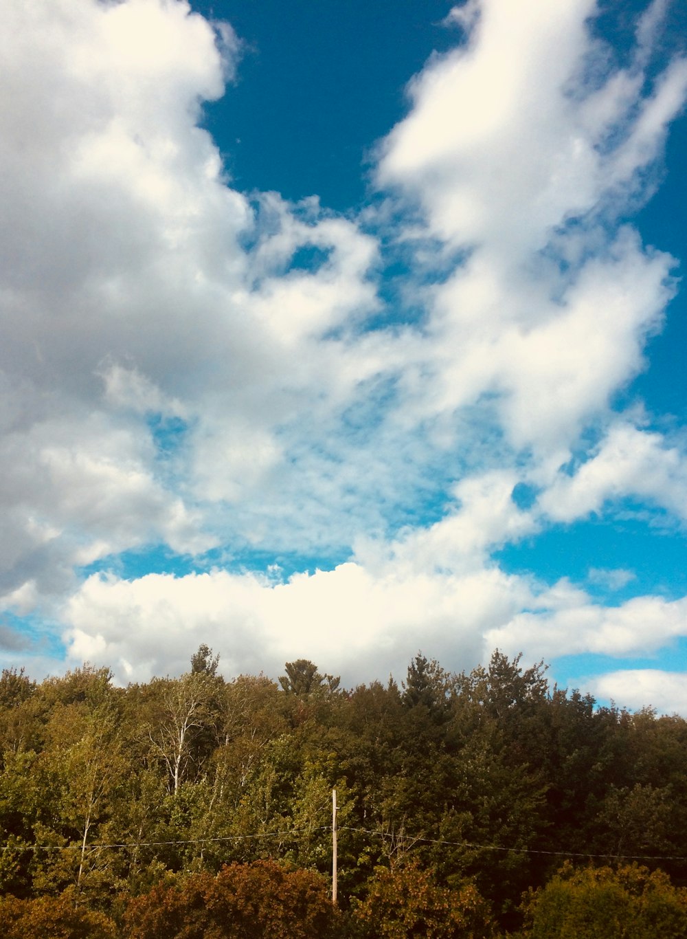 arbres à feuilles vertes