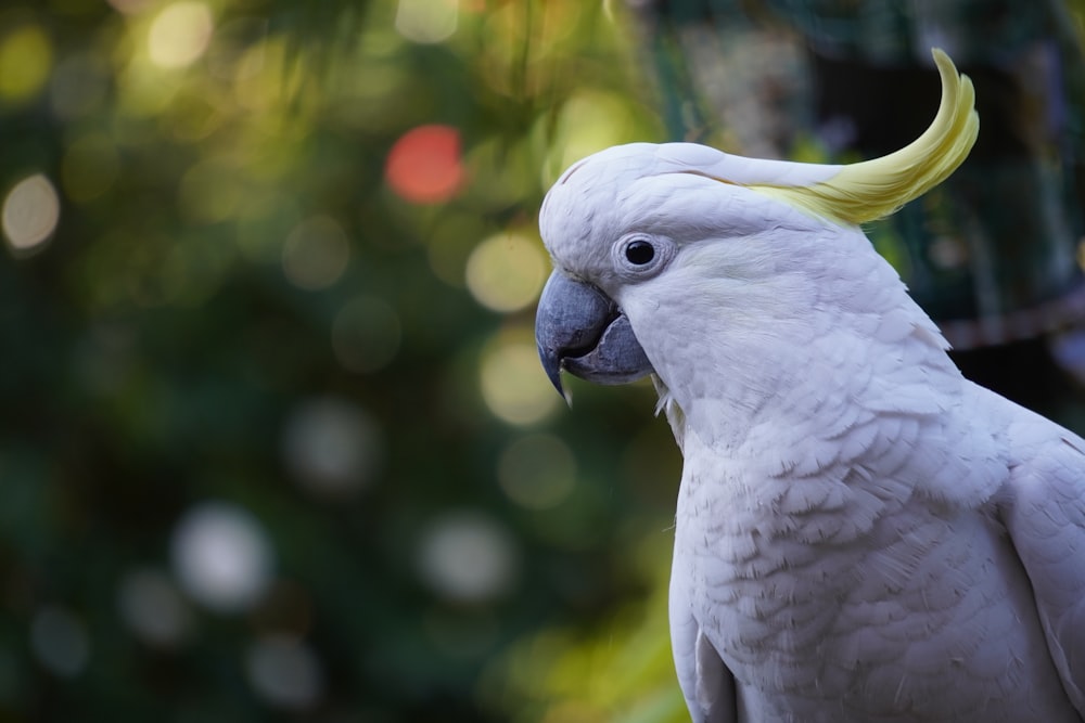 white parrot