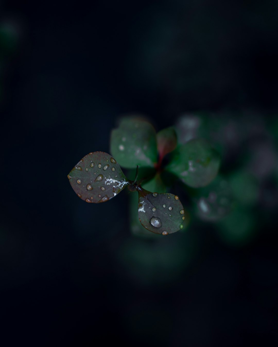 dew drops on green plants