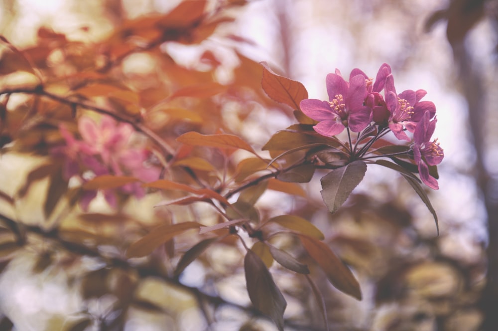 pink petaled flower