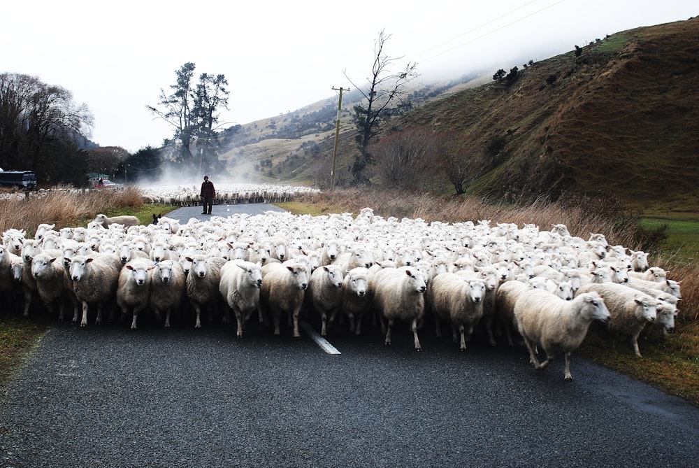 shuffle of white lamb on concrete pavement