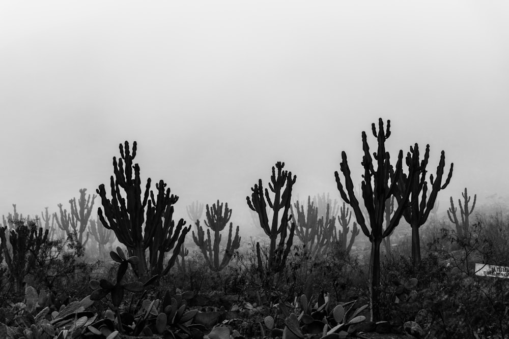 Plantas de cactus que crecen en la colina