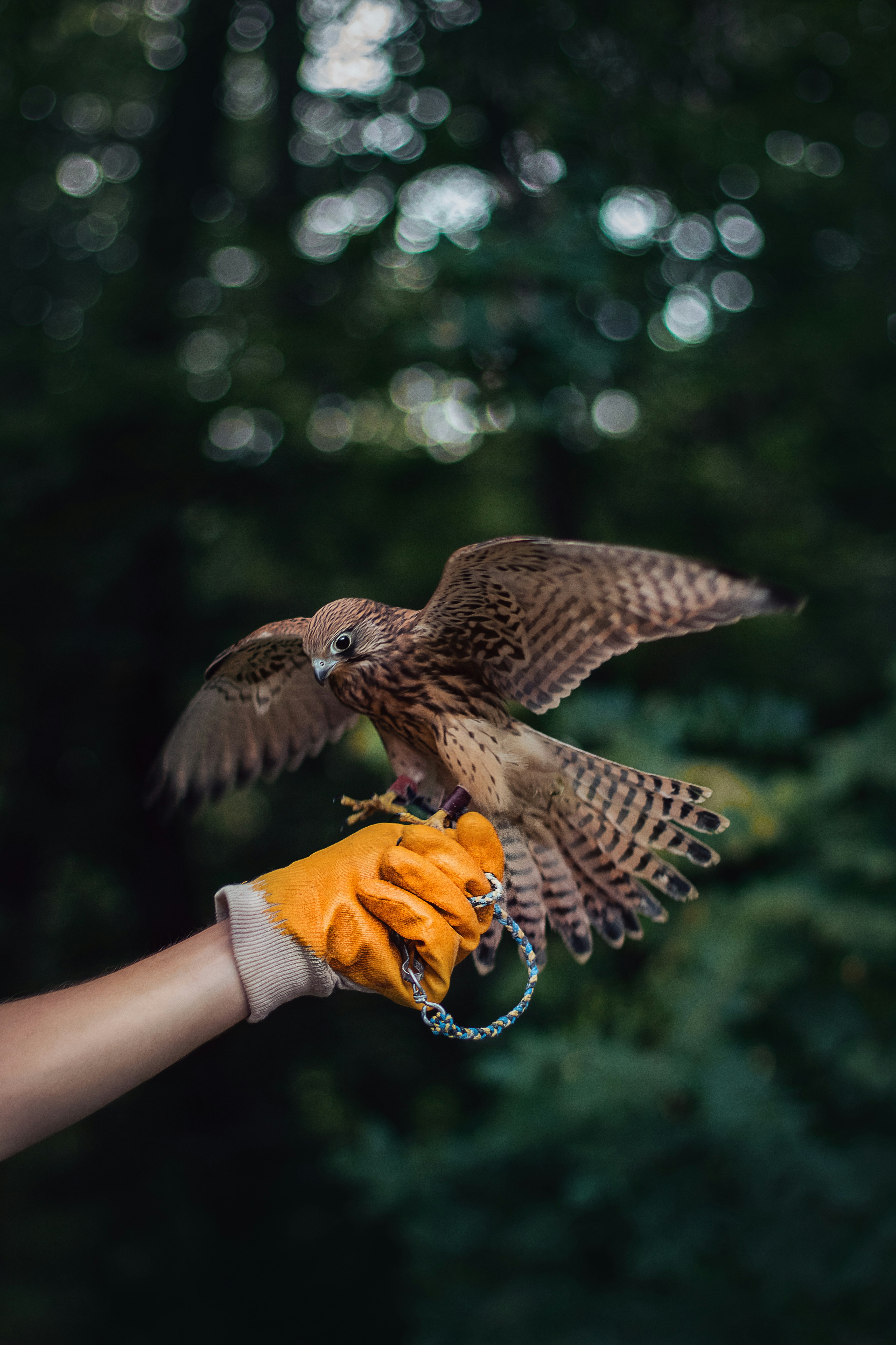 person holding brown eagle