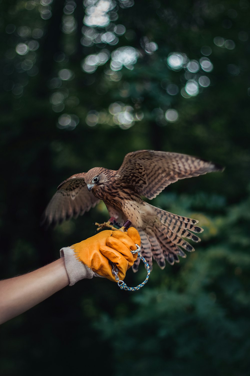 persona che tiene l'aquila marrone