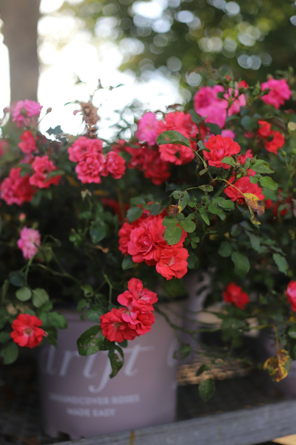 pink flowers