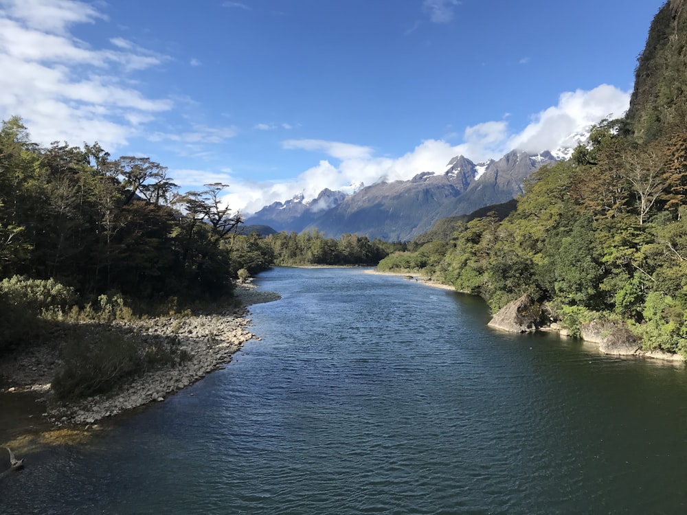 cuerpo de agua entre árboles durante el día