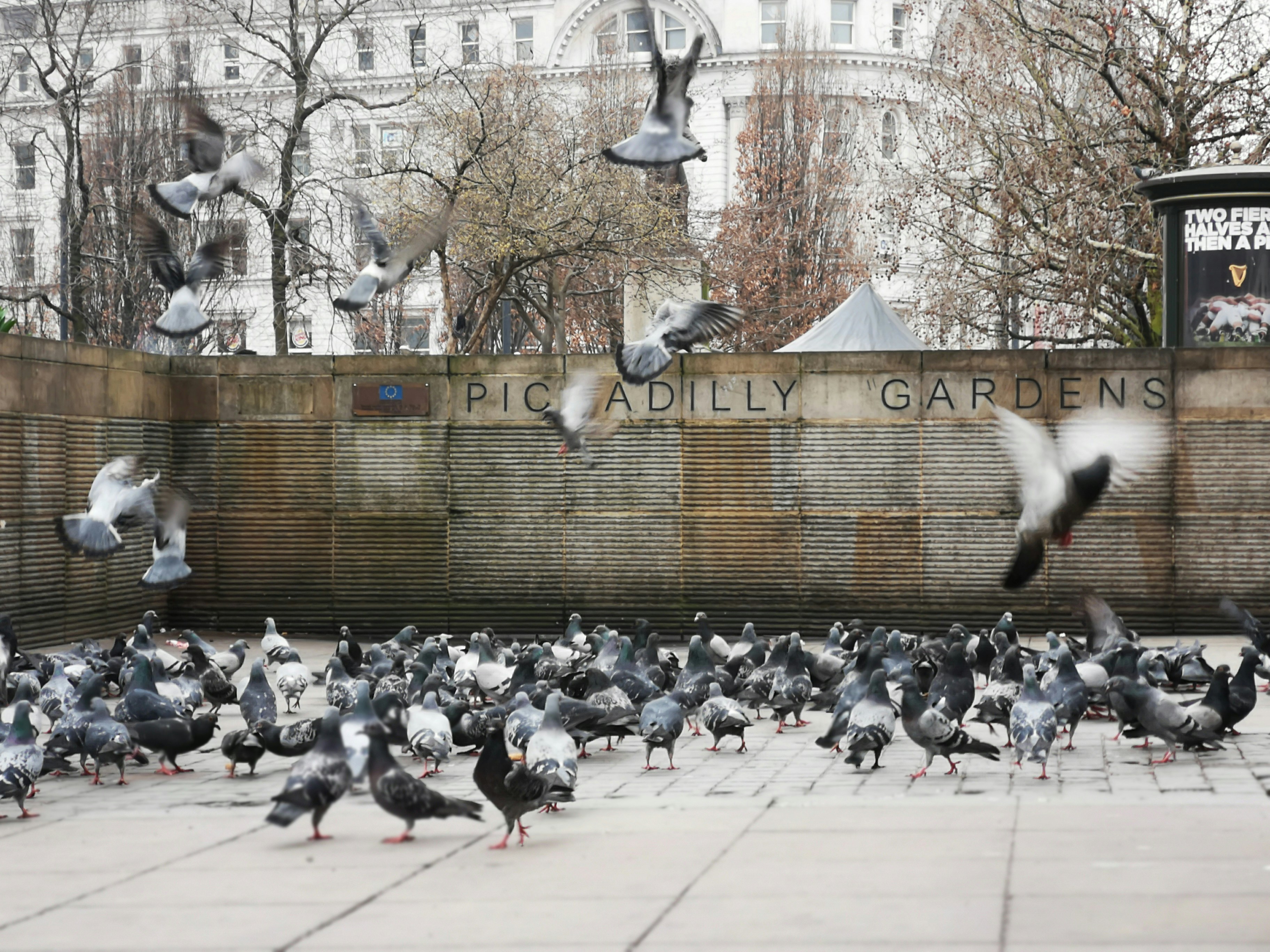 Doves On Floor Photo Free Image On Unsplash