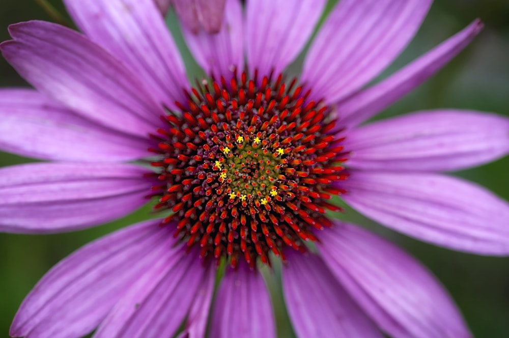 purple petaled flower close-up photography