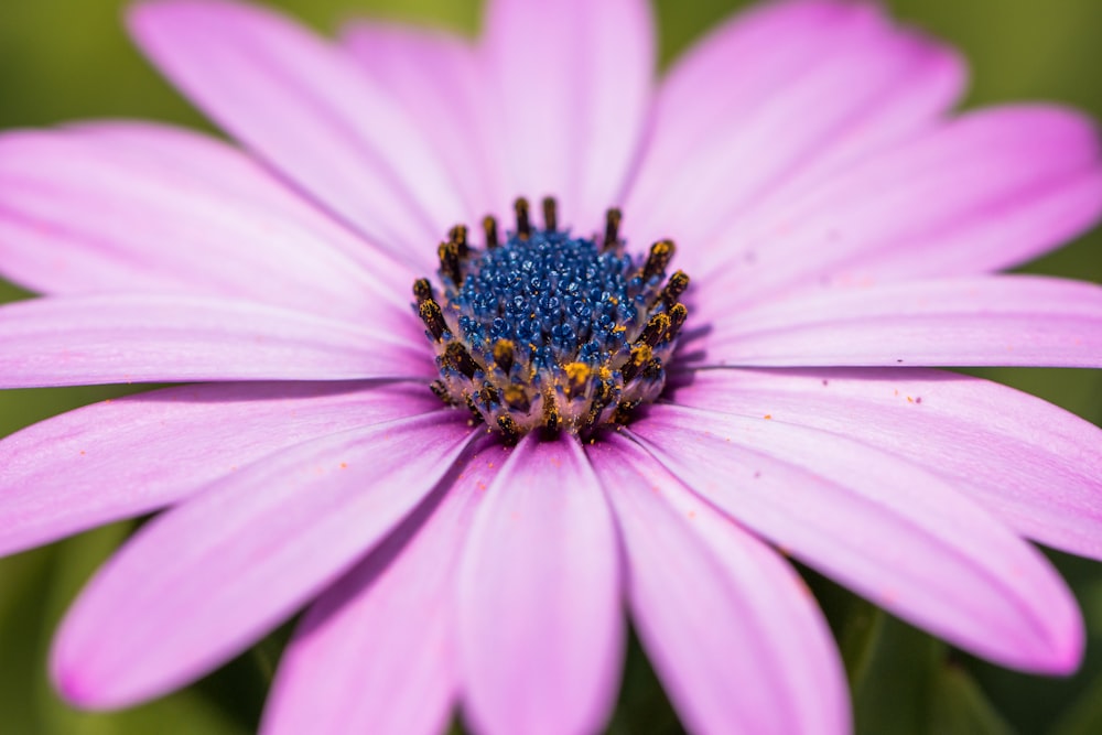 closeup photography of purple daisy flower