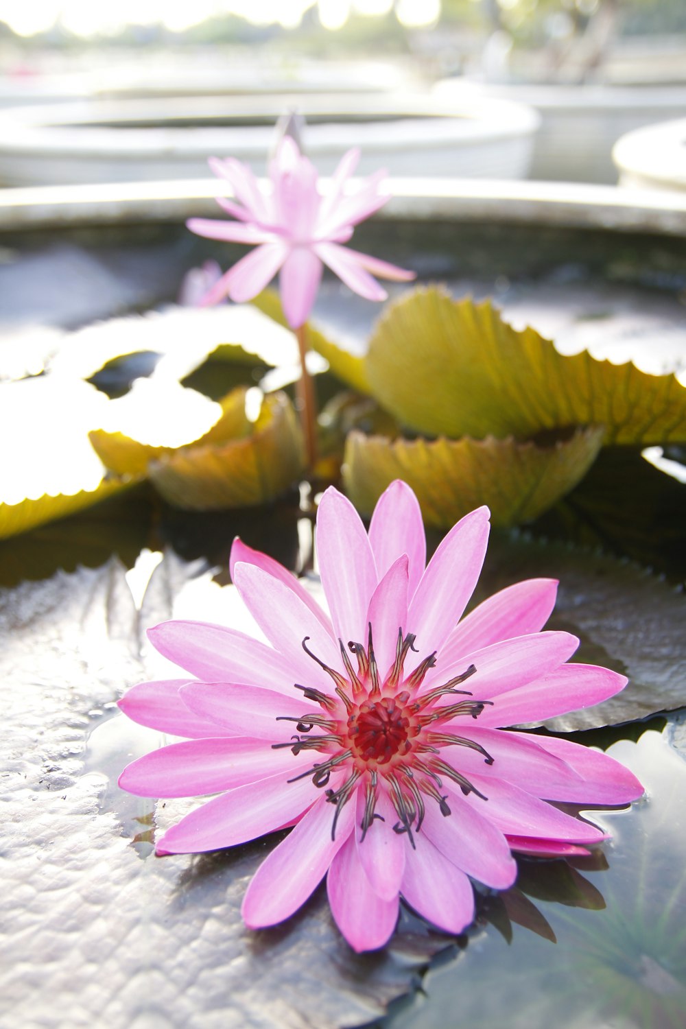 pink flower on water