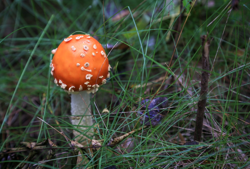 orange and white fungi