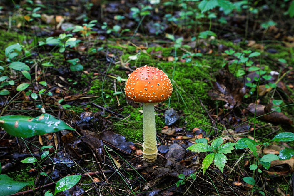 orange and white mushroom