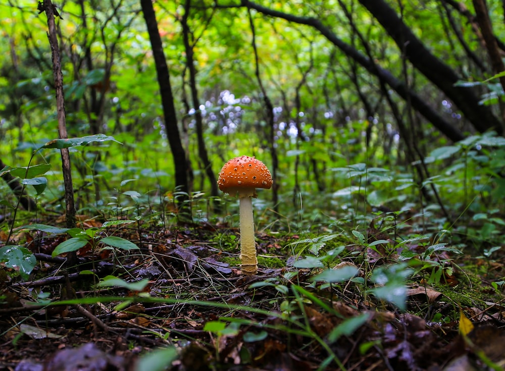 brown mushroom growing under trees
