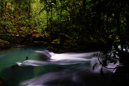 A serene forest scene featuring a gentle, smooth-flowing stream surrounded by lush, dense foliage. The water glistens with a soft turquoise hue, winding through a dark, tranquil environment. Overhanging branches and rich green vegetation embellish the scene, creating an immersive and peaceful natural setting.