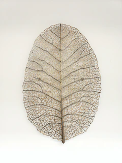 A delicate leaf vein artwork framed softly with natural light highlighting its intricate details.