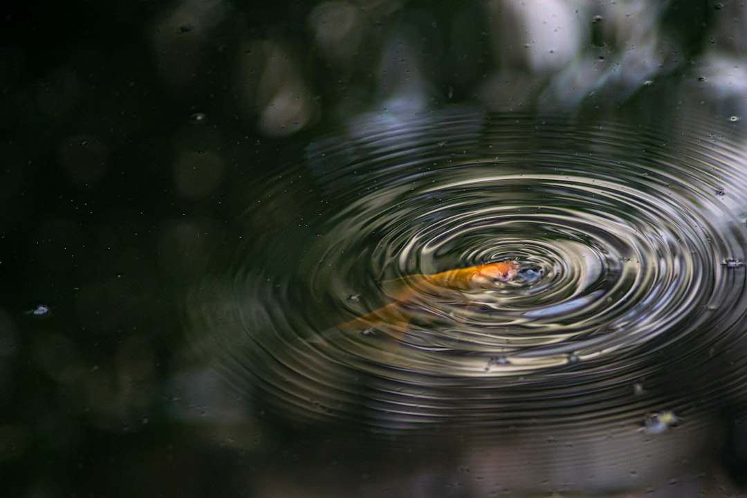 goldfish on body of water with ripple macro photography