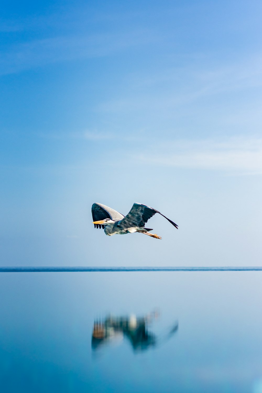 white bird above water