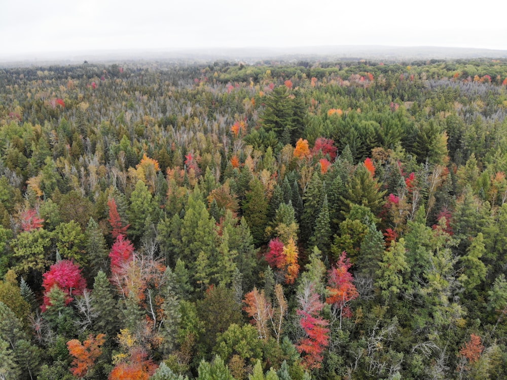 aerial photography of green-leafed trees during daytime