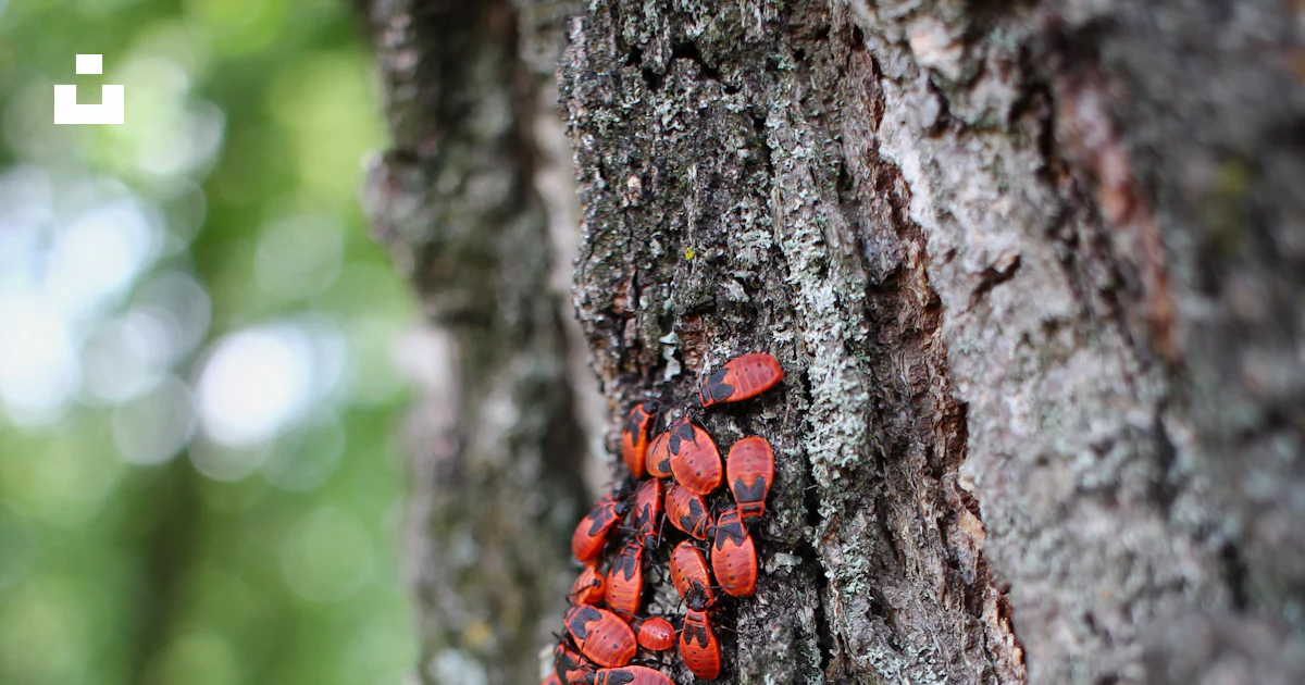 Insects on tree photo – Free Bugs Image on Unsplash
