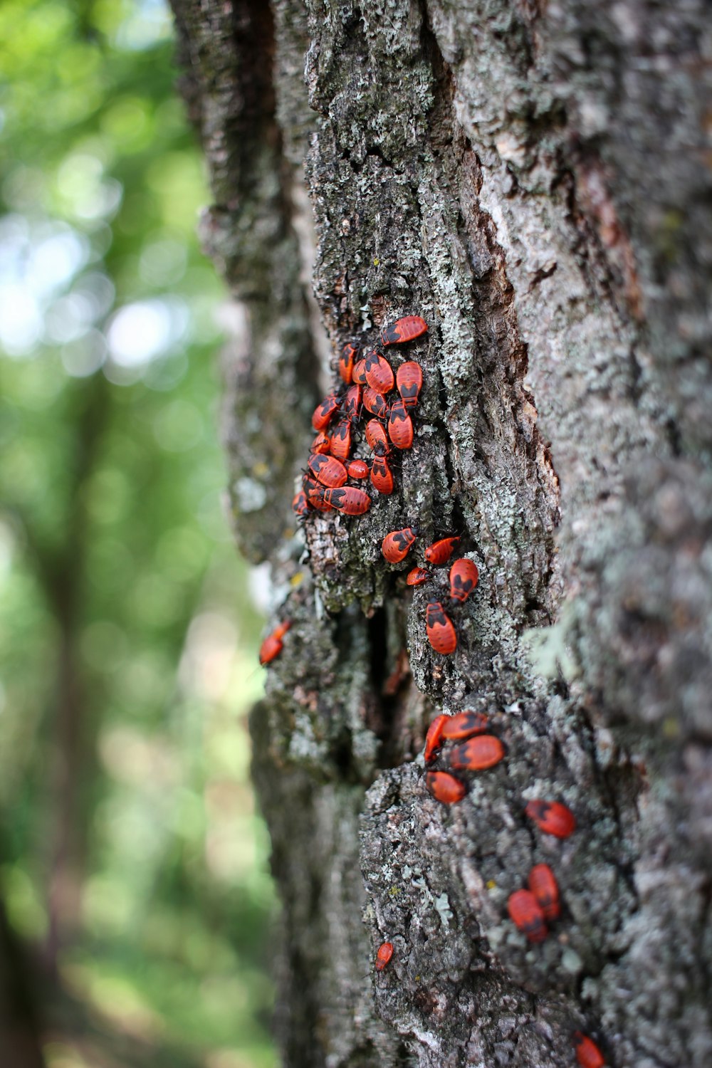 insects on tree