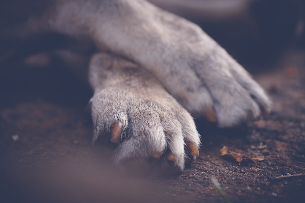 white paws on soil ground