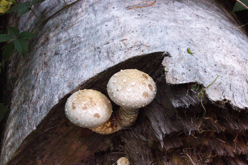 grey mushrooms