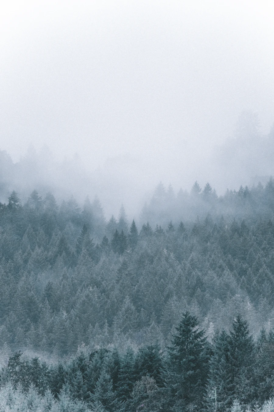 Pacific Northwest, Old-growth forest