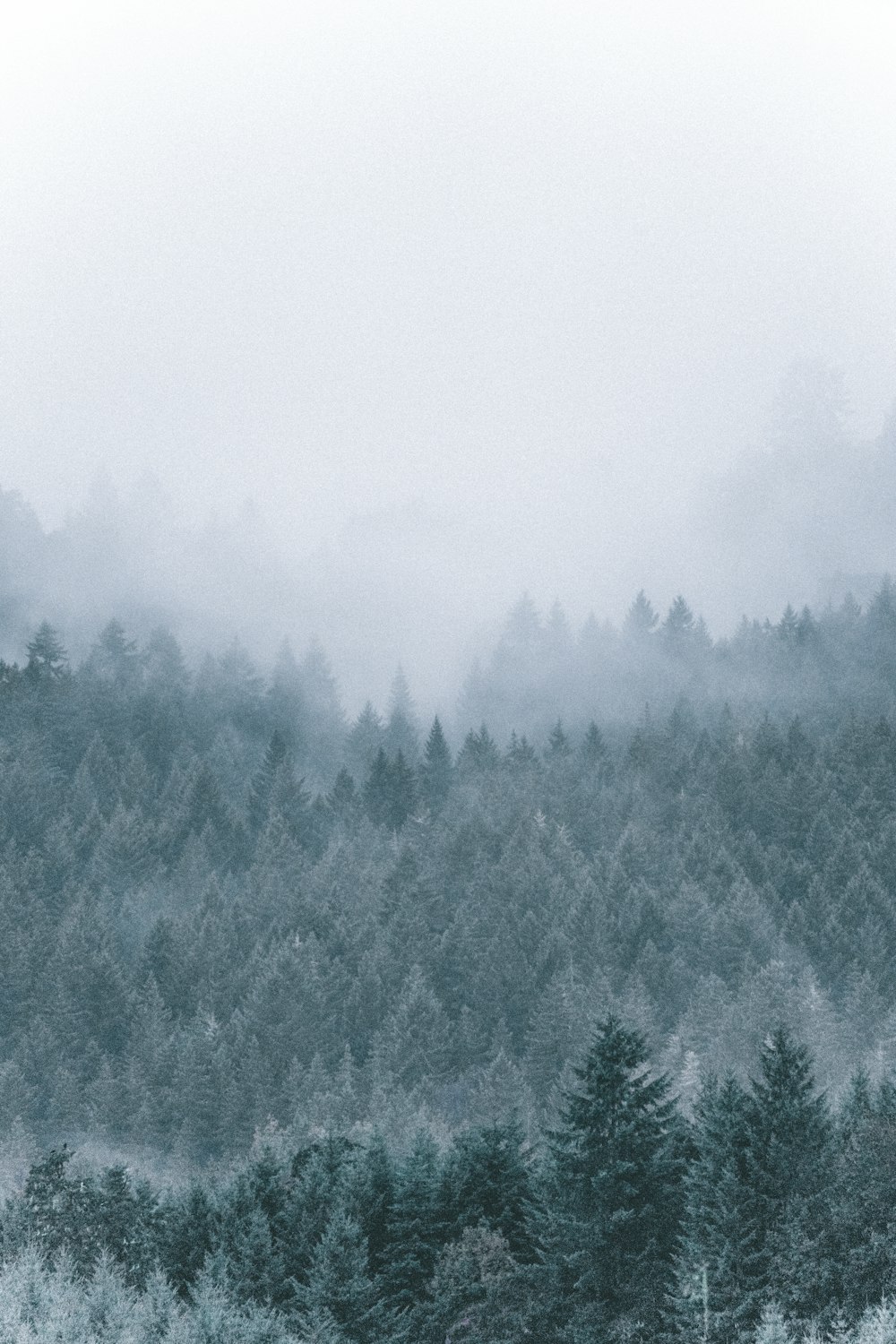 foggy icy green pine trees scenery