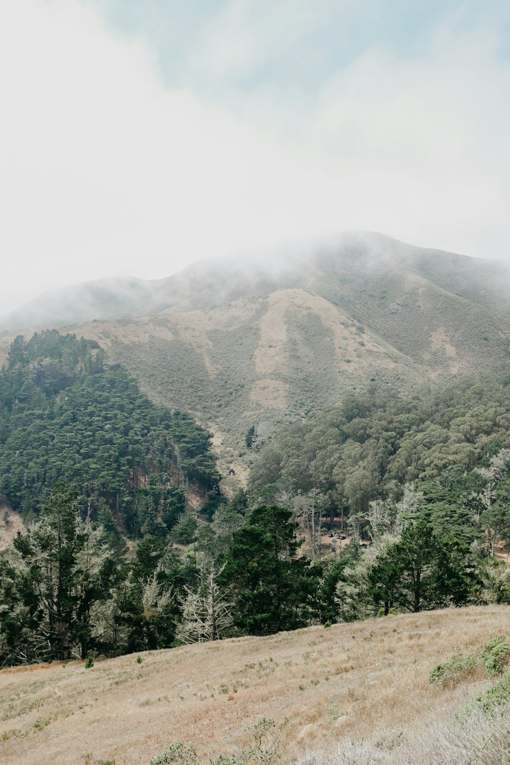 trees beside mountain during daytime