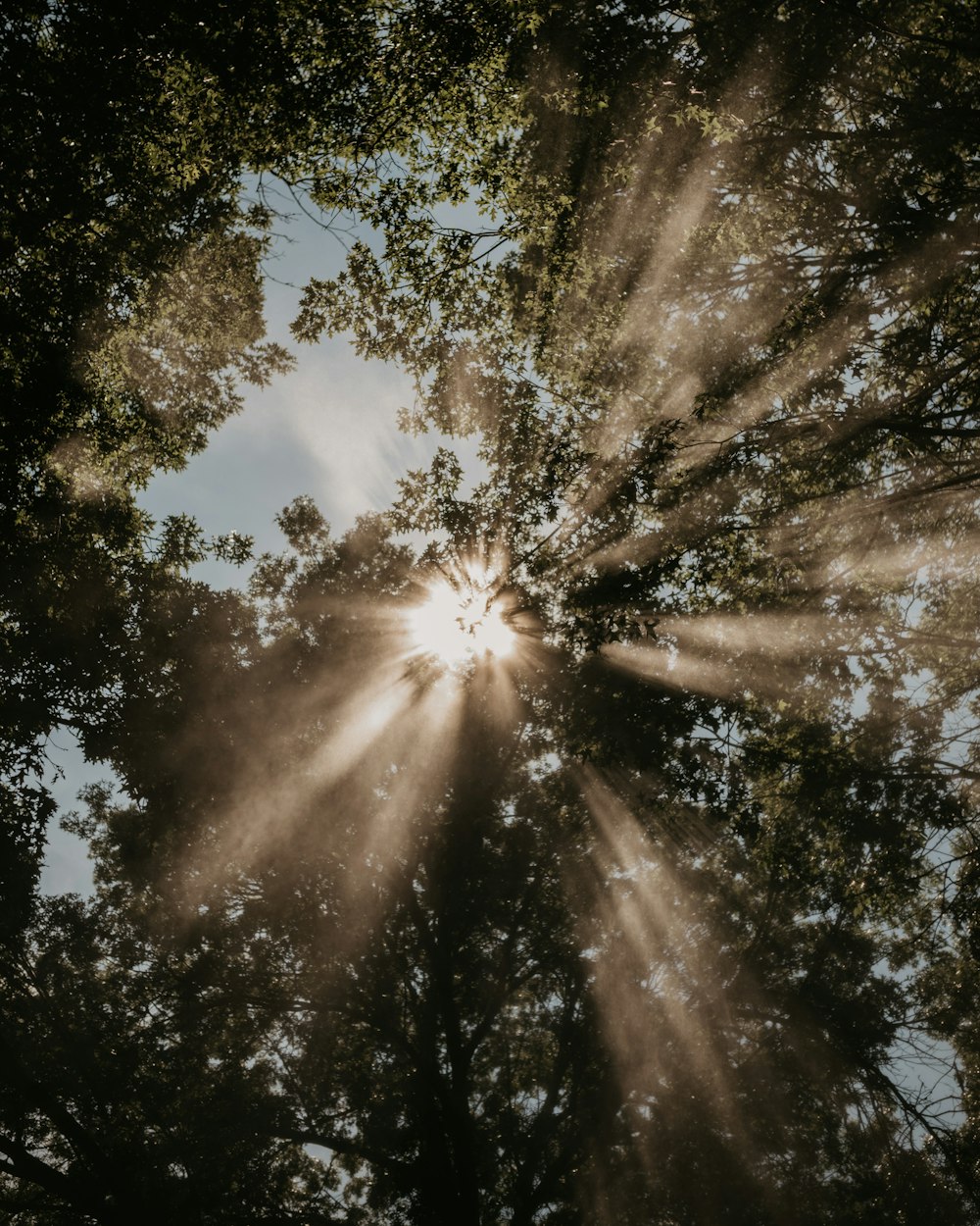 low-angle photography of trees during daytime