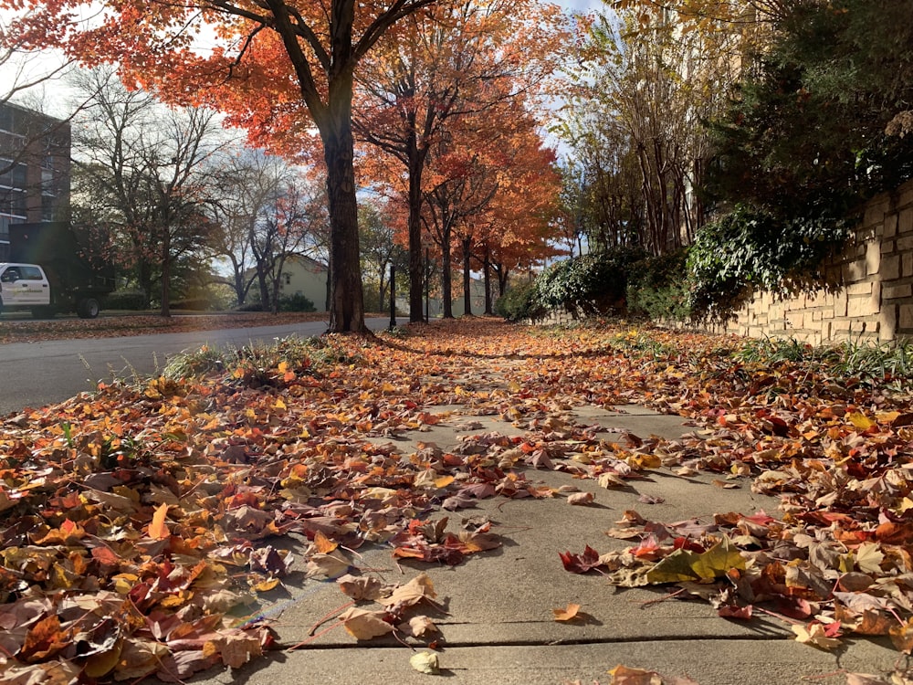 falling leaves on sidewalk at daytime
