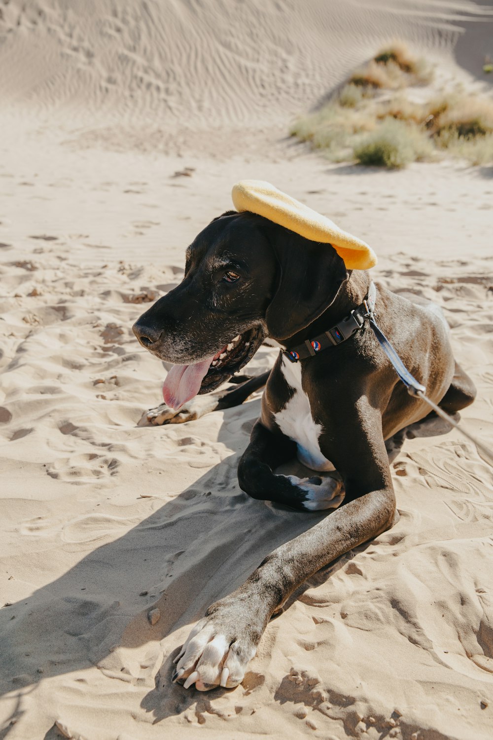 a dog laying in the sand with a frisbee on its head