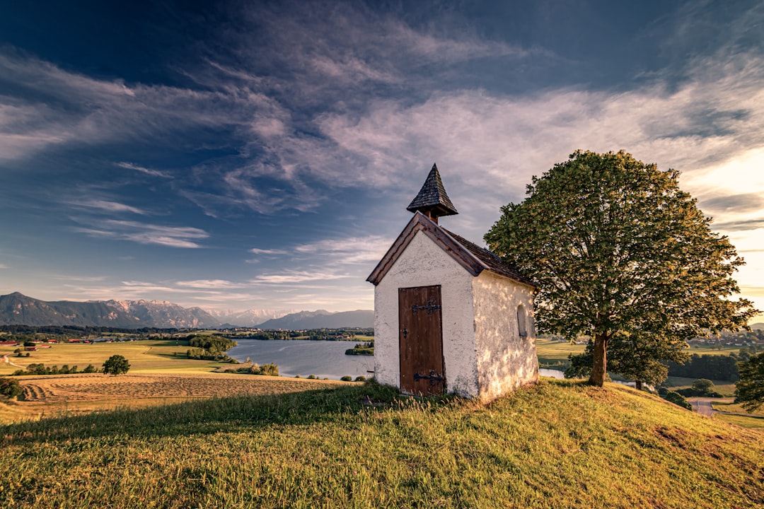 white and brown wooden shed beside tree during daytim e