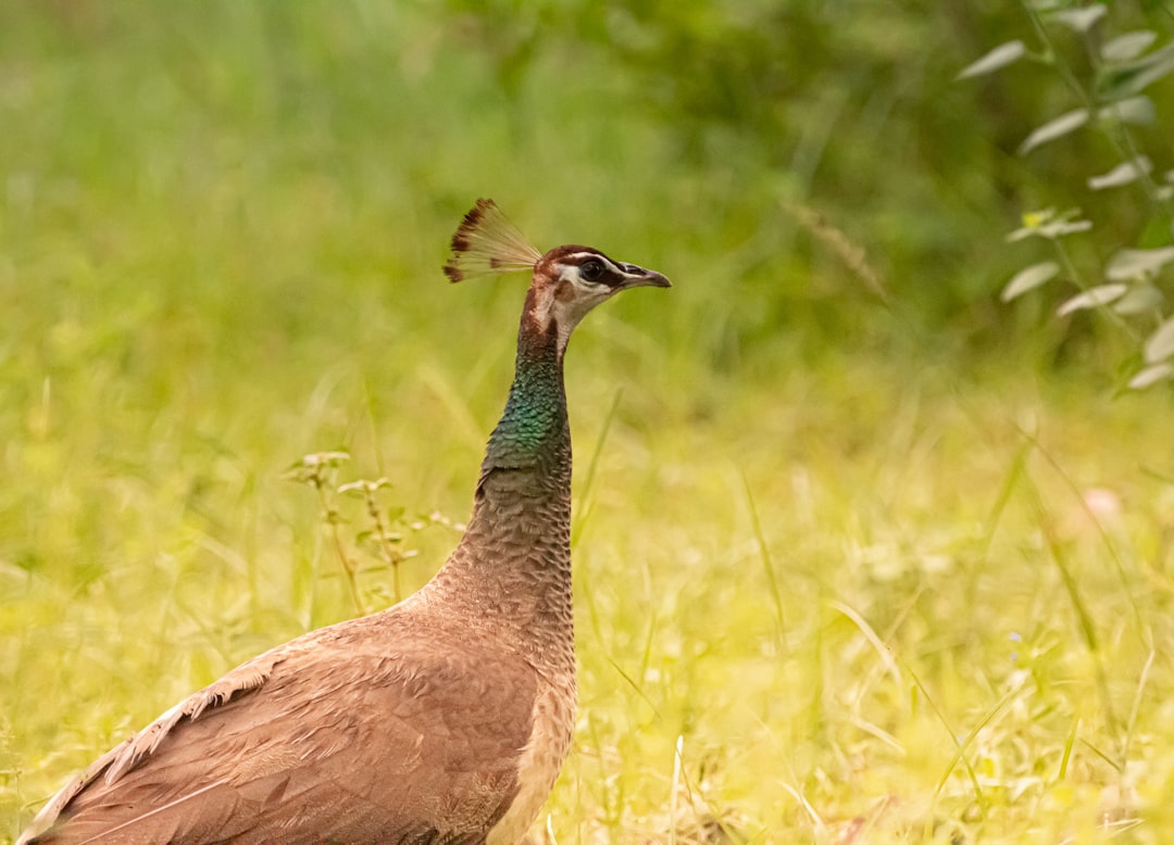 brown peacock on grass