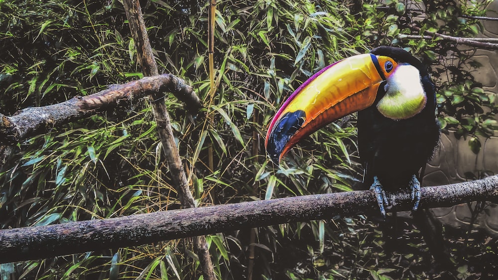 uccello tucano nero e giallo