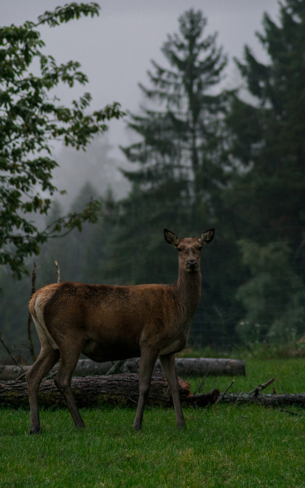 brown deer in green field near cu logs surrounded with tall and green trees during daytime