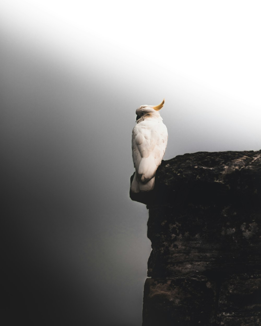 white bird on rock