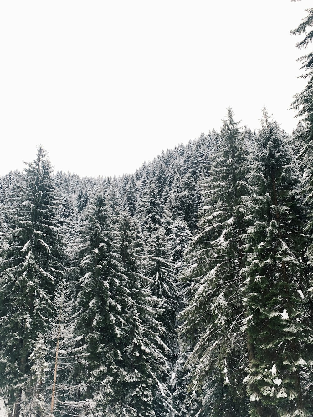 photo of green pine trees